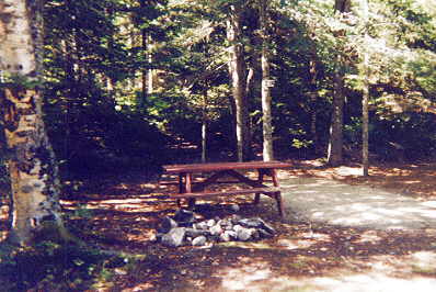 camp site in the woods southport island maine